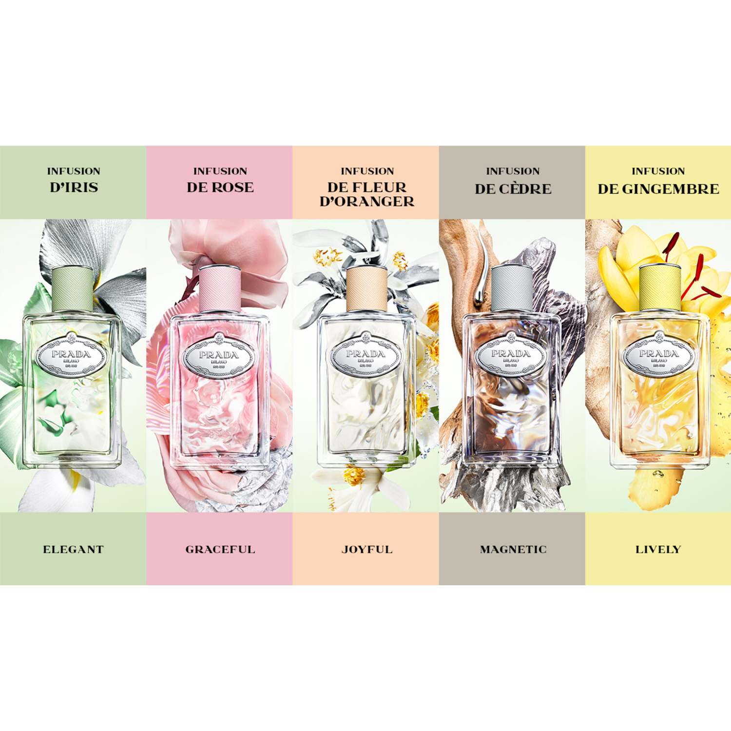 Infusion de Gingembre