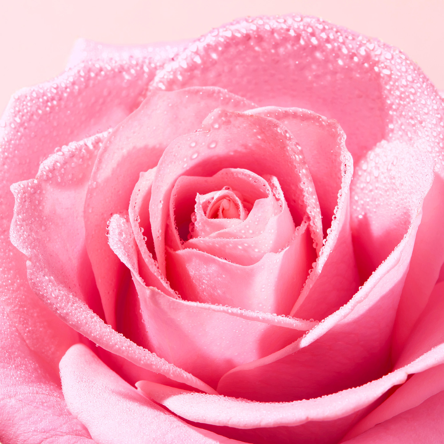 Very Rose Gentle Face Scrub