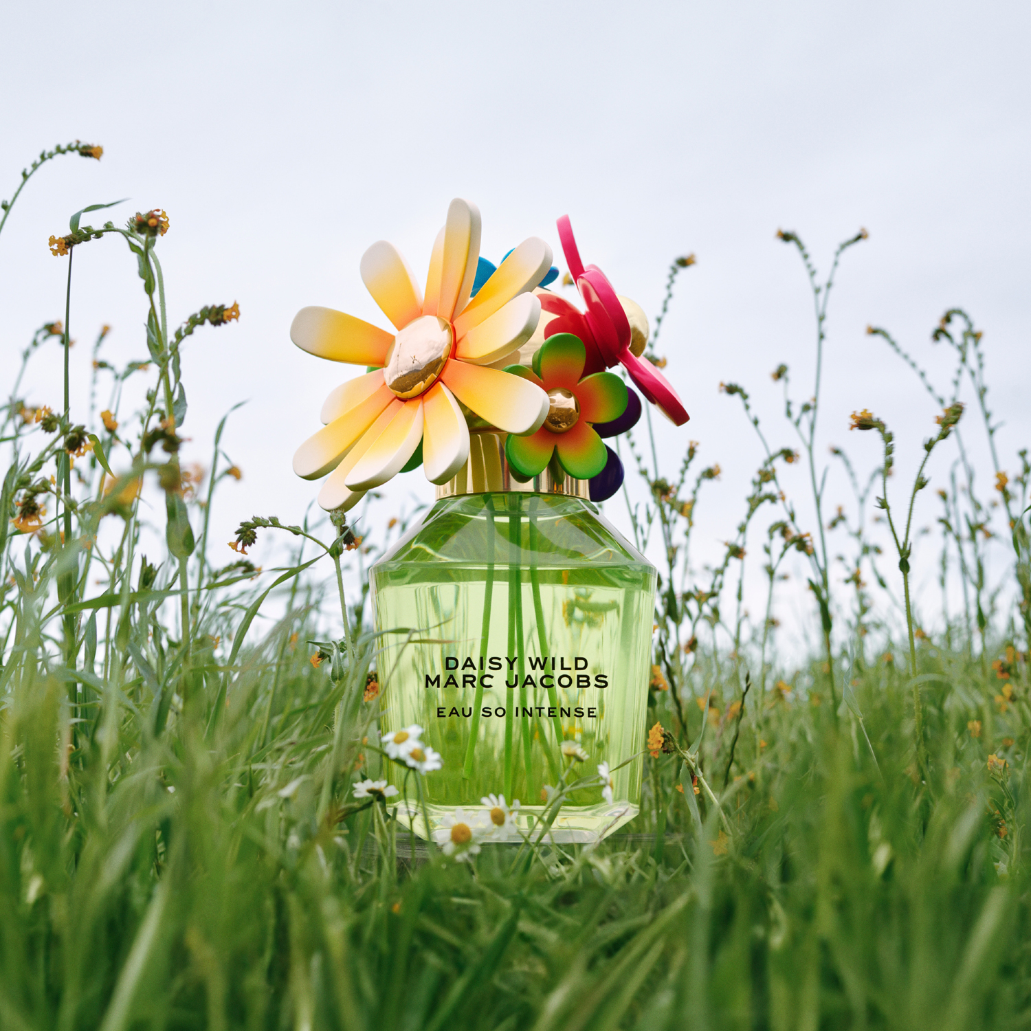 Daisy Wild Intense